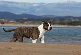 AMSTAFF ADULT 252